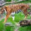 0608_tigres_tailandia