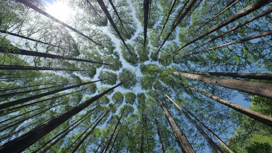 0608_arboles