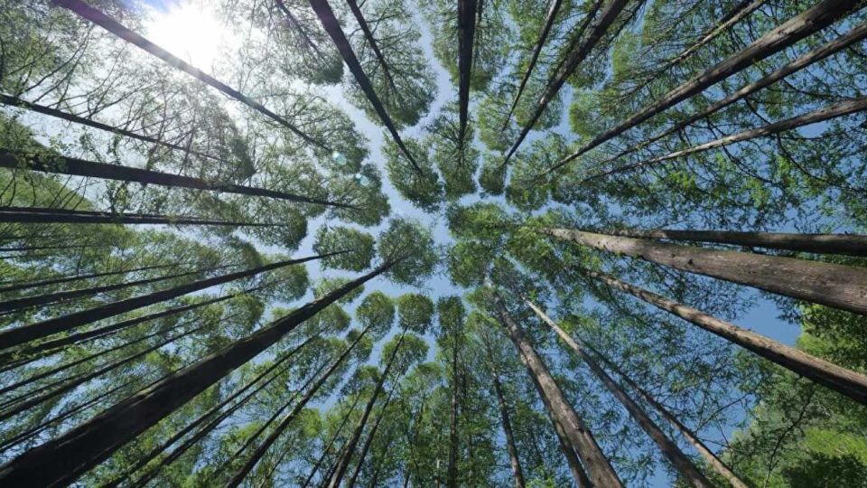 0608_arboles