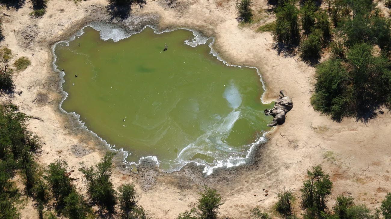 Elefantes muertos en Botswana