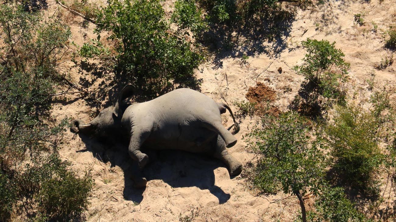 Elefantes muertos en Botswana