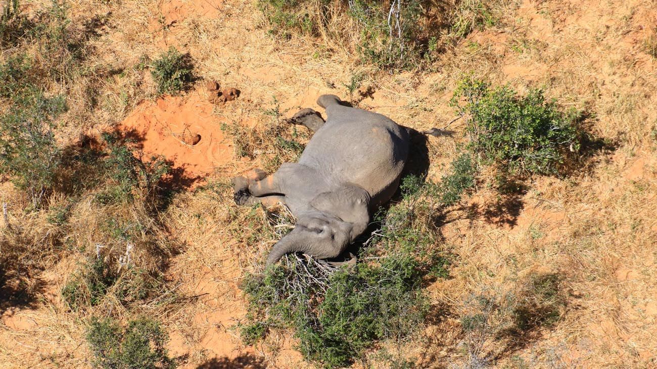 Elefantes muertos en Botswana