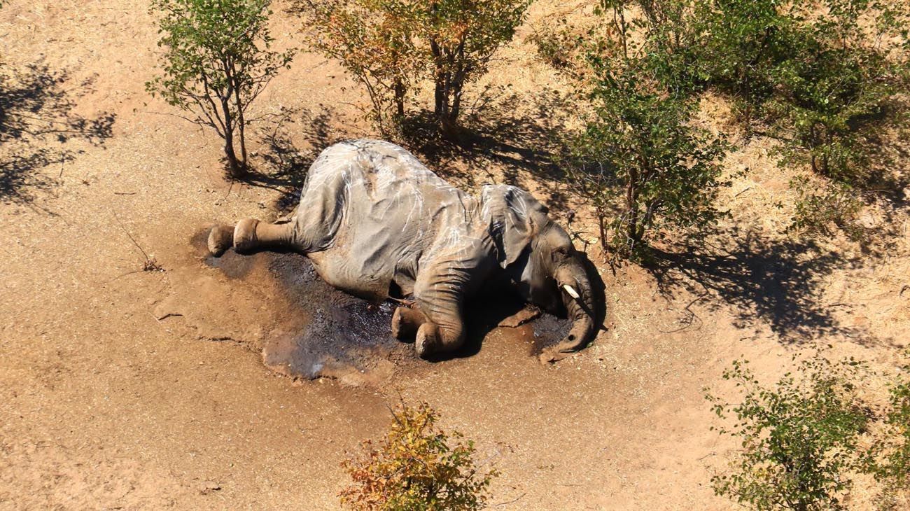 Elefantes muertos en Botswana