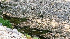 En un principio se pensó que habían muerto por la caída de un rayo.