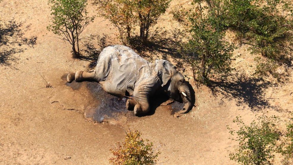 Elefantes muertos en Botswana 20200807