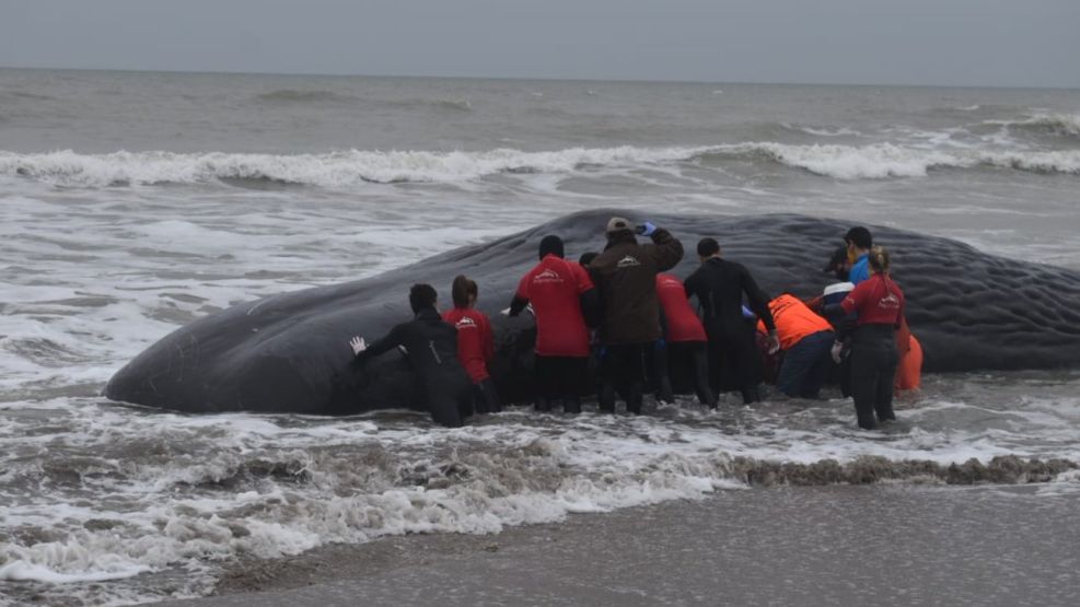 Bomberos, miembros de la Fundación Fauna Argentina y los propios vecinos intentaron devolver el animal al mar.