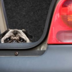 Algunos perros no se acostumbran fácilmente a viajar en coche. Pero con algo de paciencia y entrenamiento es posible que se adapten al movimiento sobre ruedas. Foto: Christin Klose/dpa