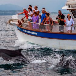Los turistas toman fotografías durante un tour de observación de delfines desde un barco en el golfo de Amvrakikos, en Preveza, noroeste de Grecia. | Foto:Angelos Tzortzinis / AFP