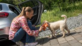 Algunos perros no se acostumbran fácilmente a viajar en coche. Pero con algo de paciencia y entrenamiento es posible que se adapten al movimiento sobre ruedas. Foto: Christin Klose/dpa