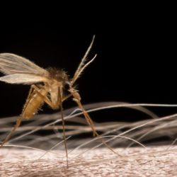 Bunyavirus: se detectó en China, y lo transmiten mosquitos y garrapatas.