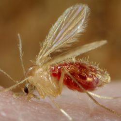 Bunyavirus: se detectó en China, y lo transmiten mosquitos y garrapatas.