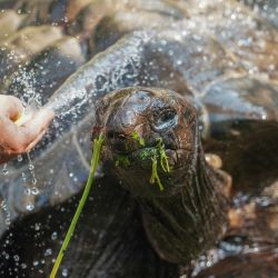 Berlín: Ben, la tortuga gigante de 39 años, recibe una ducha refrescante de su cuidador para aliviar la ola de calor. | Foto:Jörg Carstensen / DPA