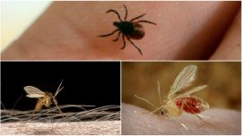 Bunyavirus: se detectó en China, y lo transmiten mosquitos y garrapatas.