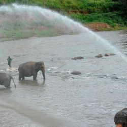 Un mahout o cuidador de elefantes rocía agua sobre los elefantes durante su baño diario en un río en el Orfanato de Elefantes Pinnawala en Pinnawala, a unos 90 km de la capital, Colombo. | Foto:LAKRUWAN WANNIARACHCHI / AFP