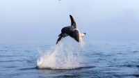 Por qué este tiburón blanco salta más de cuatro metros sobre el agua