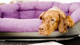 ¿Dónde están mis amos? Si los dueños de un perro vuelven del teletrabajo a la oficina se genera un cambio muy fuerte para el animal, que hay que tratar de introducir paso a paso. Foto: Monique Wüstenhagen/dpa