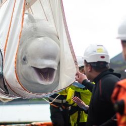 El equipo de Sea Life Trust transfiere a Little Grey una de las dos ballenas beluga de un camión a un remolcador, de la piscina de cuidados en tierra, a su piscina de cuidados junto a la bahía, para un corto período de tiempo para aclimatarse a su nuevo entorno natural en el santuario de aguas abiertas en la bahía de Klettsvik en Islandia. | Foto:Aaron Chown / PA / AFP
