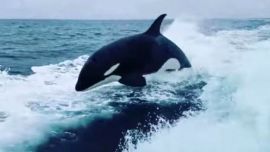 Entre risas y algún que otro susto, la embarcación empezó a acelerar mientras las orcas la perseguía.