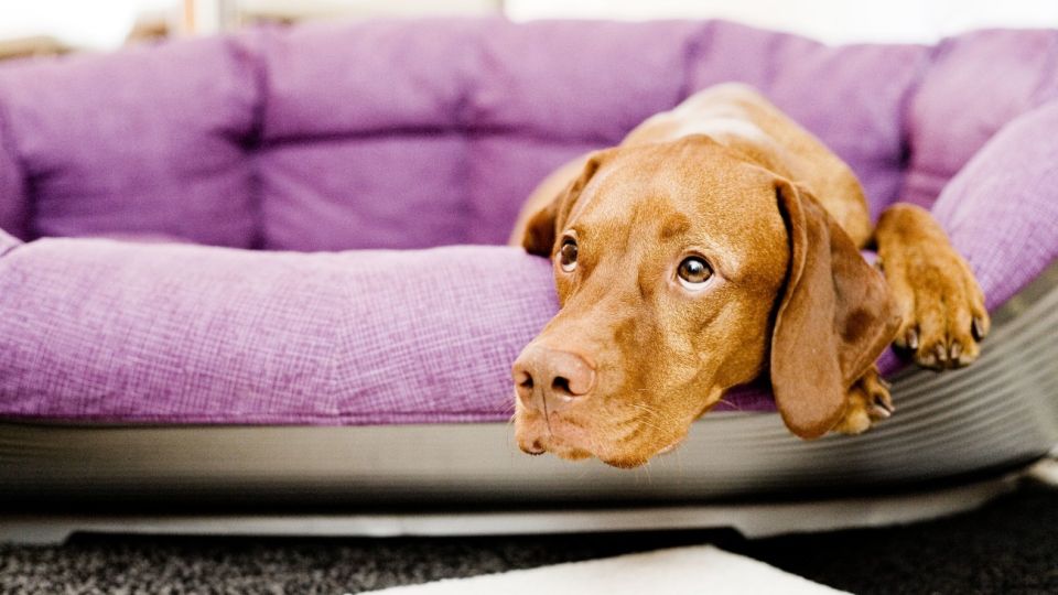 ¿Dónde están mis amos? Si los dueños de un perro vuelven del teletrabajo a la oficina se genera un cambio muy fuerte para el animal, que hay que tratar de introducir paso a paso. Foto: Monique Wüstenhagen/dpa