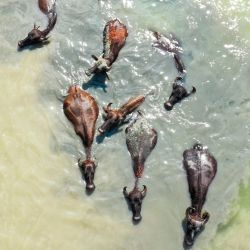 Búfalos se refrescan en un lago en la región de Kakheti en Georgia. | Foto:Vano Shlamov / AFP