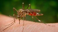 mosquito Aedes japonicus que porta el llamado "virus del Nilo.20200813