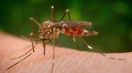 mosquito Aedes japonicus que porta el llamado "virus del Nilo.20200813