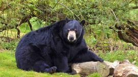 El oso solía rondar por la zona donde la familia estaba pasando sus vacaciones.