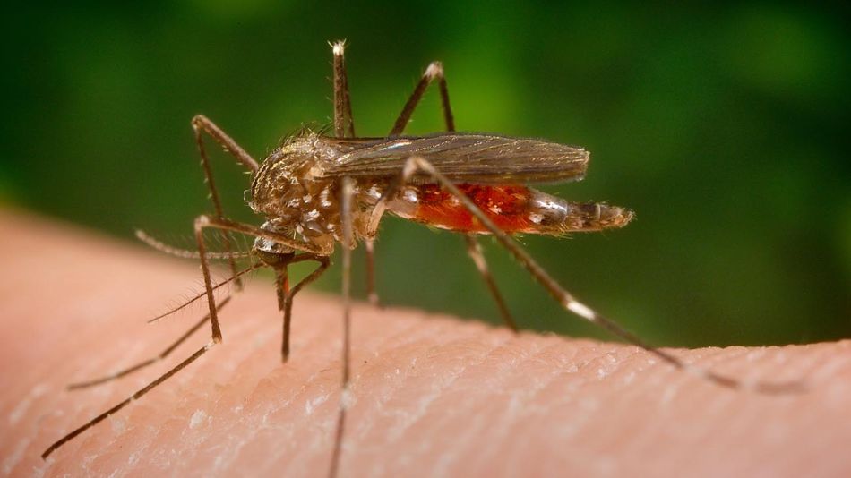 mosquito Aedes japonicus que porta el llamado "virus del Nilo.20200813