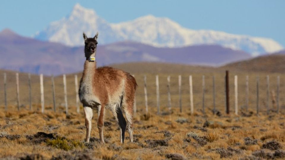 Guanaco