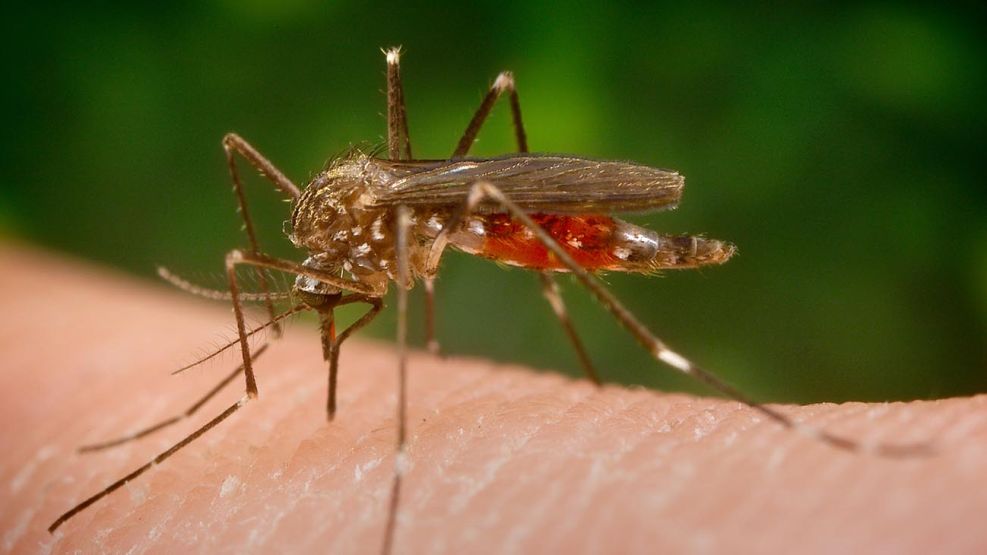 mosquito Aedes japonicus que porta el llamado "virus del Nilo.20200813