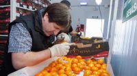 Exportación de naranjas