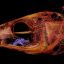 0814_parasitocomelenguas
