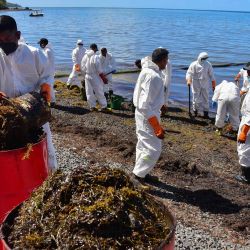 Los voluntarios recolectan algas marinas mezcladas con aceite derramado del granelero MV Wakashio que había encallado en la playa de Bois des Amourettes, Mauricio. | Foto:Beekash Roopun / L'Express Maurice / AFP