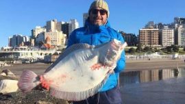 Lenguado de 10,700 kg capturado en Mar del Plata durante el fin de semana largo del 17 de agosto de 2020.