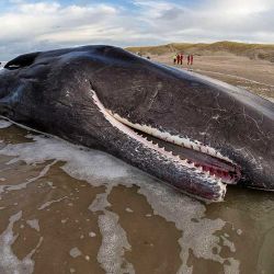 La exploración sísmica está generando en los cetáceos muertes por ahogamiento, lesiones masivas, varamientos en las costas, entre otros efectos.