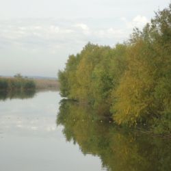 Estudios demuestran que el arroyo Girado, que conecta con la laguna de Chascomús, posee concentraciones de hormonas sexuales humanas.