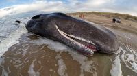 El Mar Argentino tiene menos ballenas y Greenpeace denuncia las causas