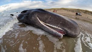 El Mar Argentino tiene menos ballenas y Greenpeace denuncia las causas