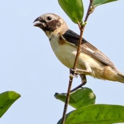 Esta ave es una especie relativamente nueva, ya que fue descubierta por los investigadores del Conicet Adrián Santiago Di Giacomo y Cecilia Kopuchian.