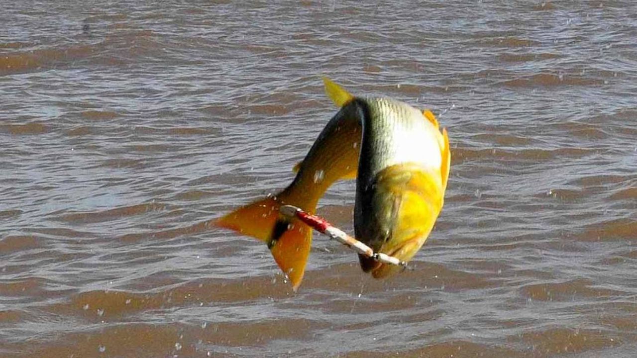 Cuándo comienza la veda para la pesca del dorado Weekend