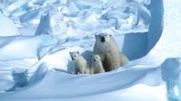 Osos polares del Artico 20200821