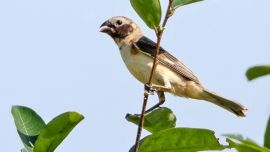 Esta ave es una especie relativamente nueva, ya que fue descubierta por los investigadores del Conicet Adrián Santiago Di Giacomo y Cecilia Kopuchian.