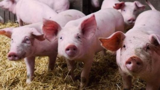 Con la consigna de “Basta de falsas soluciones ”, exigen una transición a un sistema alimentario sostenible.