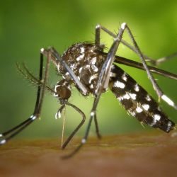 Se utilizará un mosquito macho, denominado OX5034, que fue modificado con un gen que controlaría la supervivencia de las hembras. 