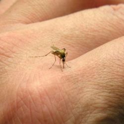 Estudios previos demostraron que la población de Aedes aegypti se redujo hasta en un 95%. 