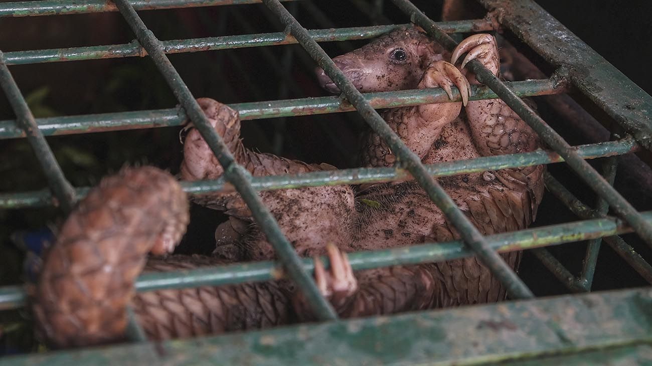 Mercado de carnes silvestres de Lagos, en Nigeria