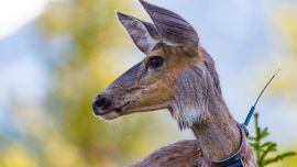 0824_tecnologiaanimal