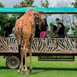 Los turistas alimentan a las jirafas durante un recorrido en el Parque de Aventuras La Ponderosa en Guanacaste, en medio de la pandemia del nuevo coronavirus COVID-19. | Foto:Ezequiel Becerra / AFP