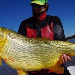 A través de grandes trofeos revivimos capturas de dorados, surubíes, patíes y pacúes en los ríos Paraná y Uruguay