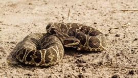 Para evitar que las serpientes piquen a los residentes, algunos vecinos de la zona colocaron trampas para capturarlas.